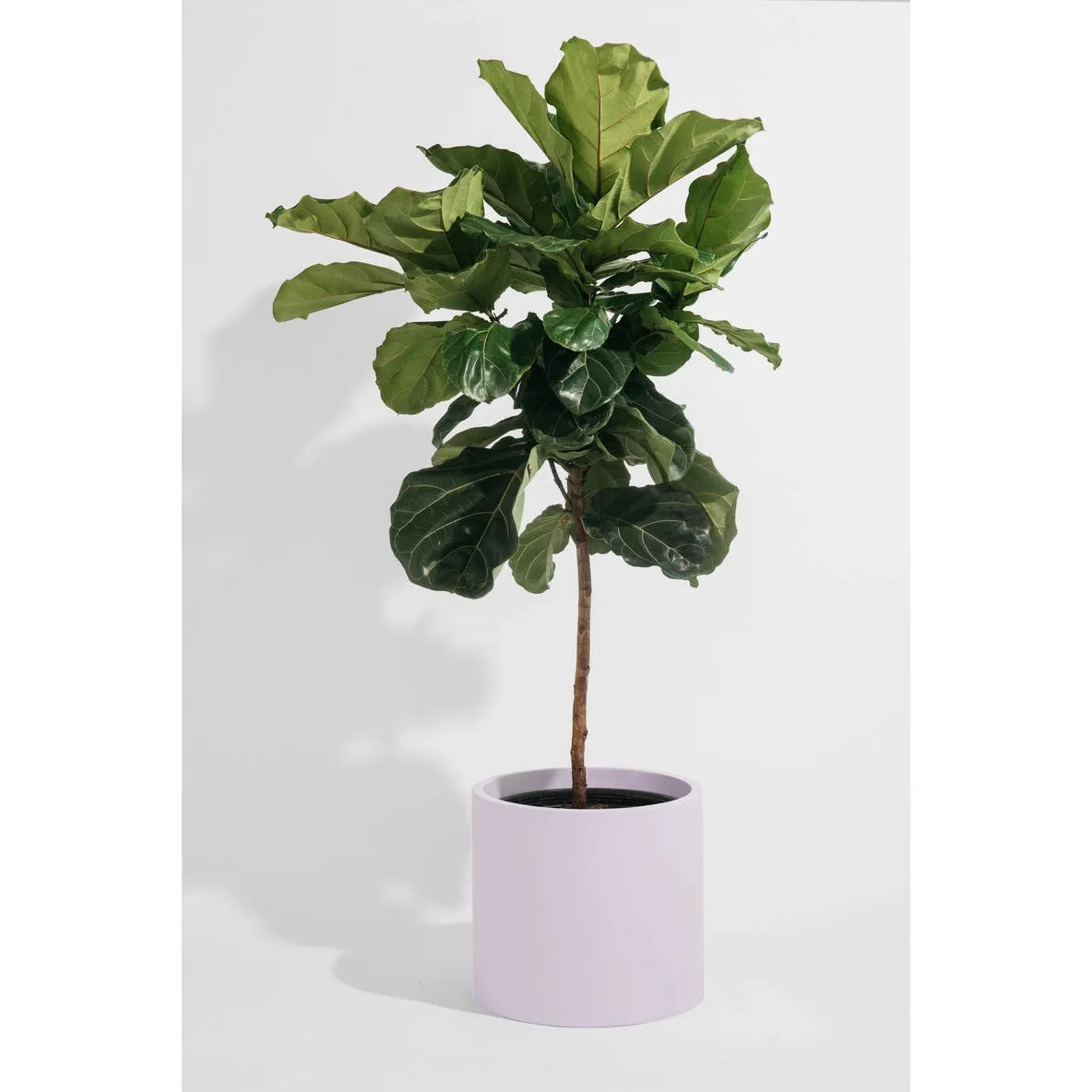 Alex Cylinder Pot