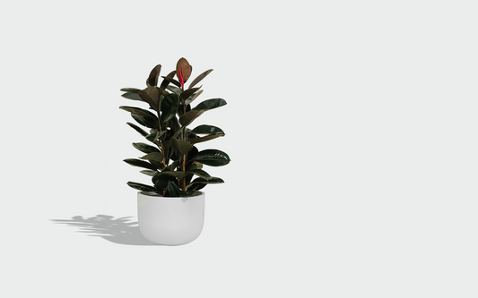 Stone Planter