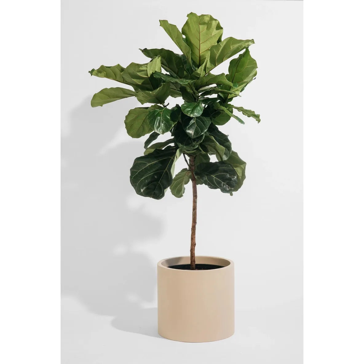 Alex Cylinder Pot