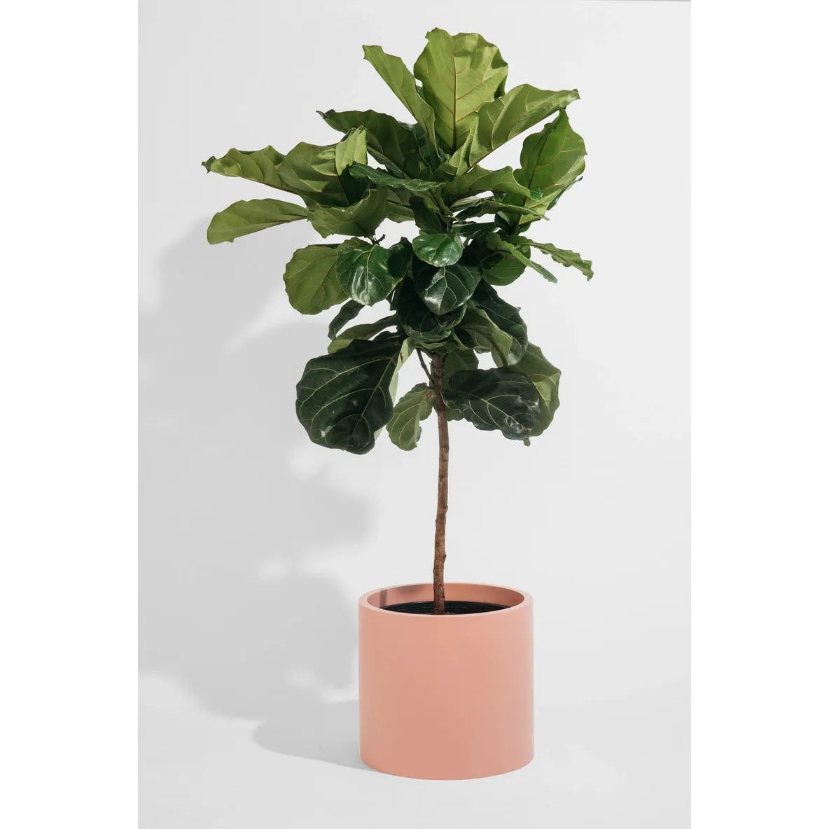 Alex Cylinder Pot