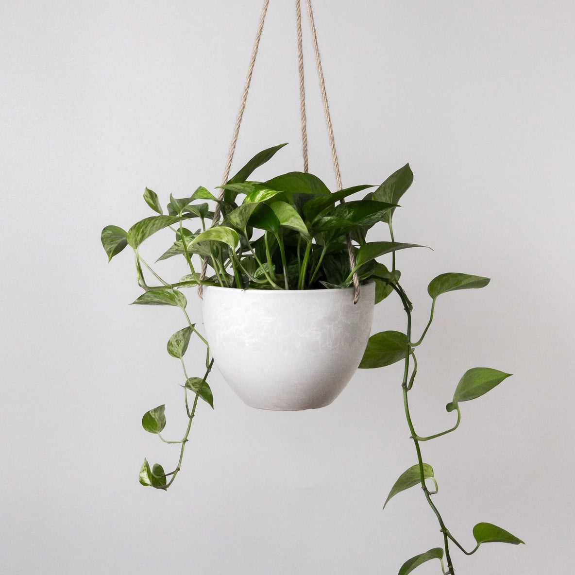 Signature Stone Hanging Planter Pot - Available in 8" or 12"
